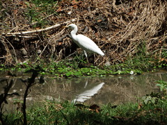 Bubulcus ibis