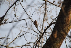 Fringilla coelebs
