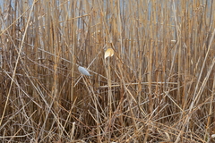 Asclepias syriaca