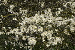 Prunus ursina