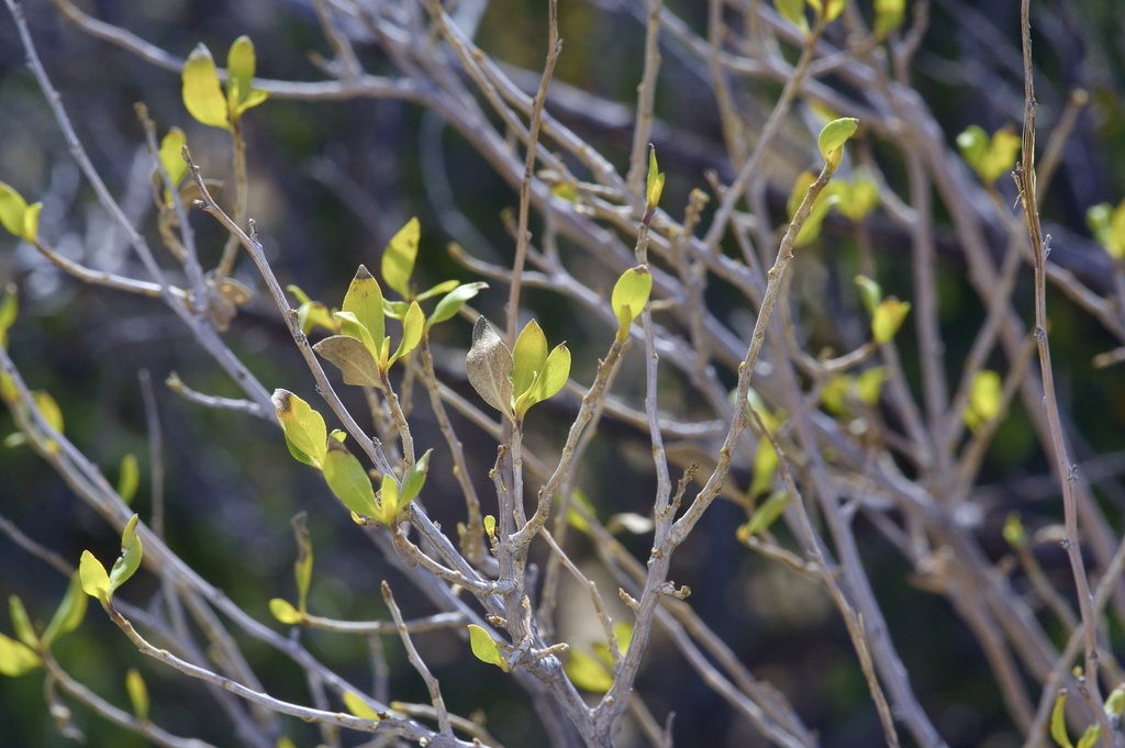 Flourensia cernua; photograph (c) Michelle W. (鍾偉瑋), some rights reserved (CC BY)