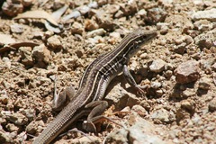 Aspidoscelis stictogrammus