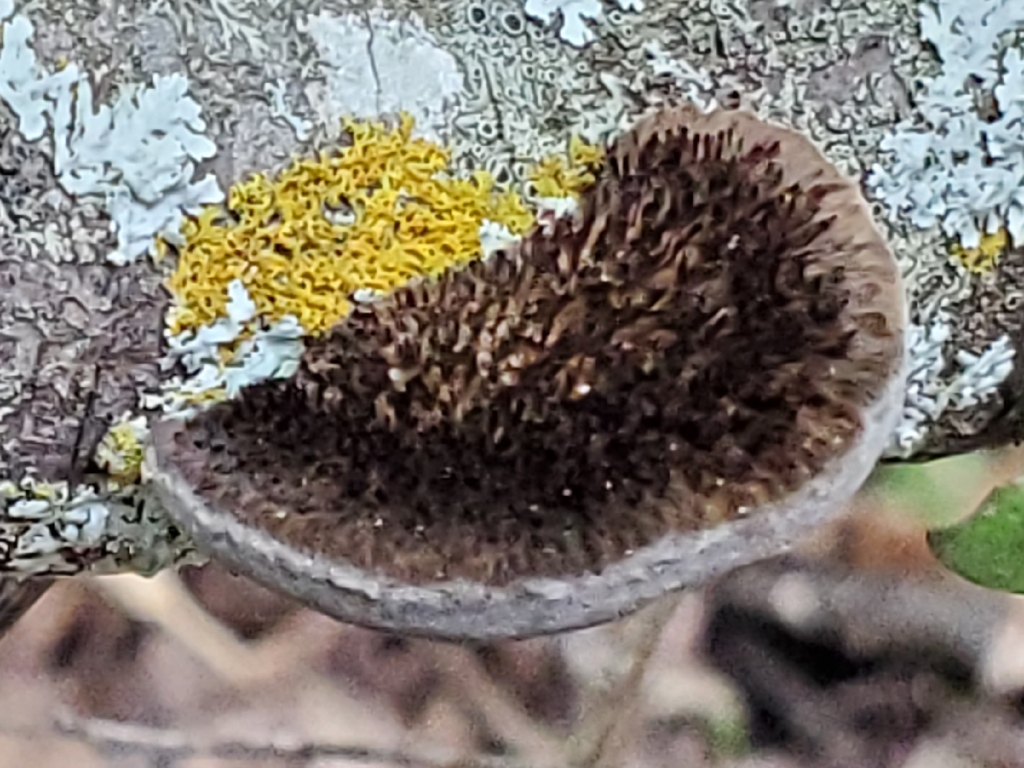 Hexagonia hydnoides · April 2026 · photo: © shinylatias (iNaturalist, cc-by)