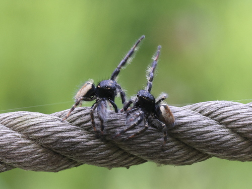 Carrhotus xanthogramma photo 5
