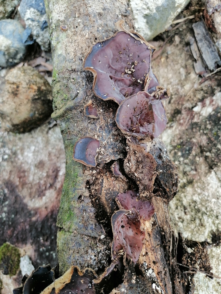 Auricularia nigricans · March 2020 · photo: © heimatlos (iNaturalist, cc0)