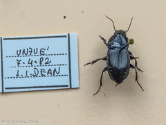 Harpalus dimidiatus