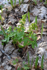 Corydalis cava marschalliana