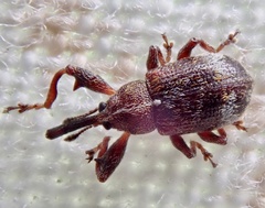 Anthonomus bituberculatus
