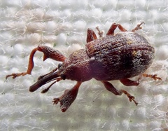 Anthonomus bituberculatus