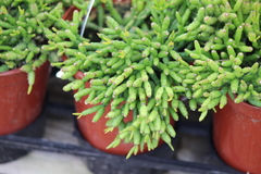 Hatiora salicornoides