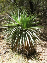 Yucca madrensis