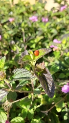 Coccinellidae