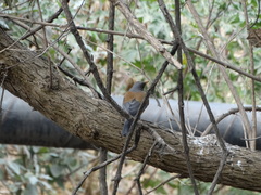 Turdus rufopalliatus