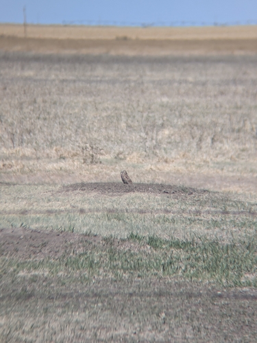 Burrowing Owl