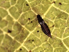 Heliothrips haemorrhoidalis