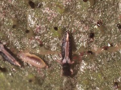 Heliothrips haemorrhoidalis