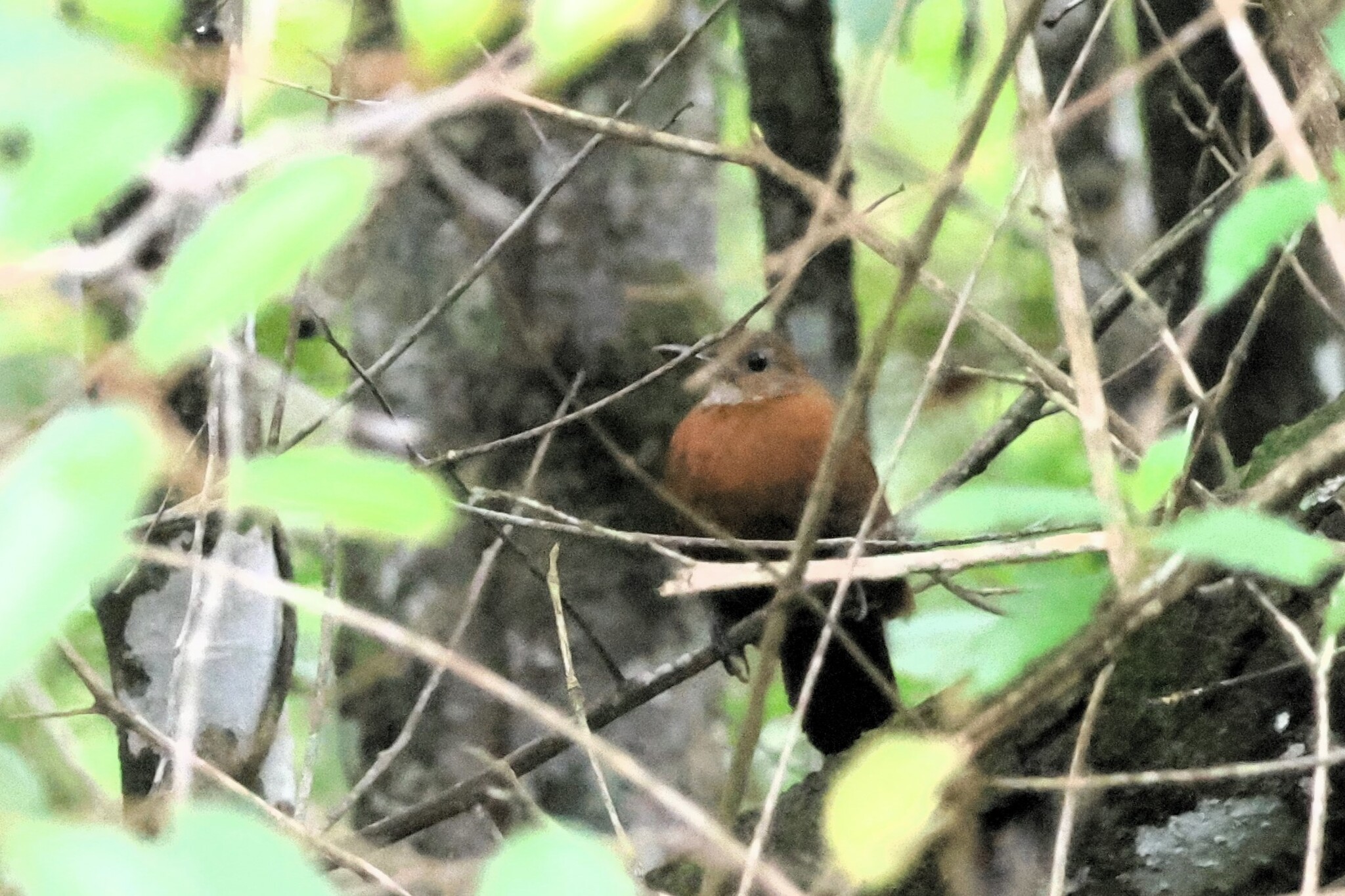 Rufous-breasted Leaftosser (Sclerurus scansor), photo 1