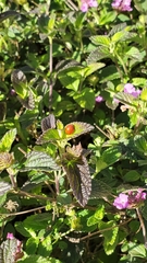 Coccinellidae