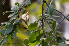 Zosterops virens virens