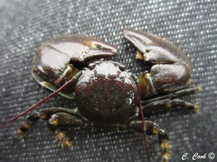 Petrolisthes cinctipes