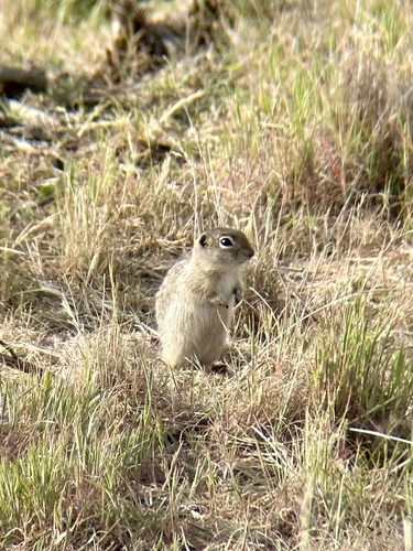 Washington Ground Squirrel observed by thylacine