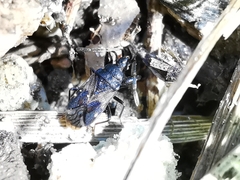 Taphropeltus hamulatus