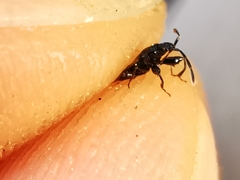 Taphropeltus hamulatus