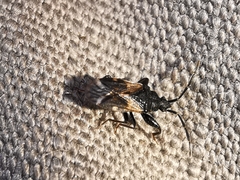 Taphropeltus hamulatus