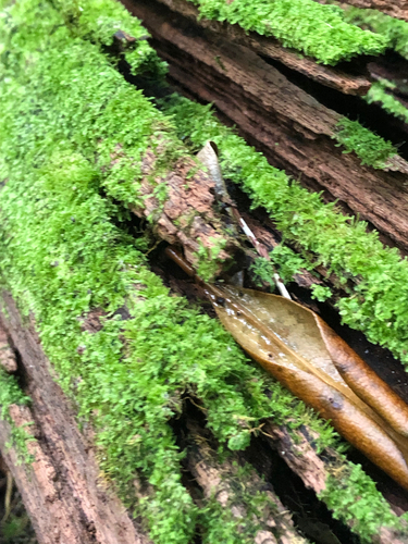 Isopterygium tenerum observed 2026-04-19