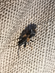 Taphropeltus hamulatus