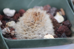 Mammillaria carmenae