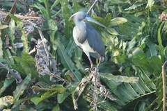 Egretta tricolor image