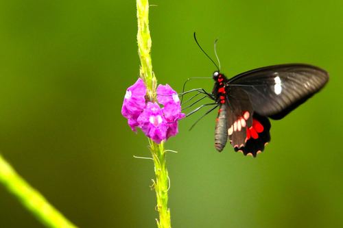 Variable Cattleheart