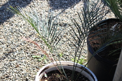 Cycas thouarsii