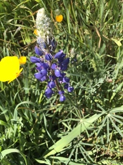Lupinus angustifolius