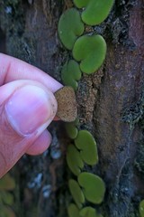 Pyrrosia nummulariifolia