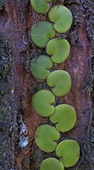Pyrrosia nummulariifolia