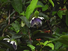 Passiflora nitida, photograph (c) Carlos Otávio Gussoni, some rights reserved (CC BY)