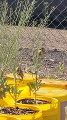 Haemorhous mexicanus