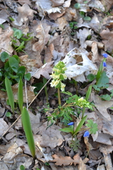 Corydalis cava marschalliana