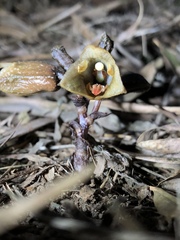 Gastrodia fontinalis