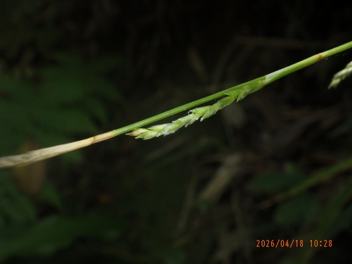 Carex dolichostachya observed 2026-04-18