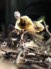 Gastrodia fontinalis