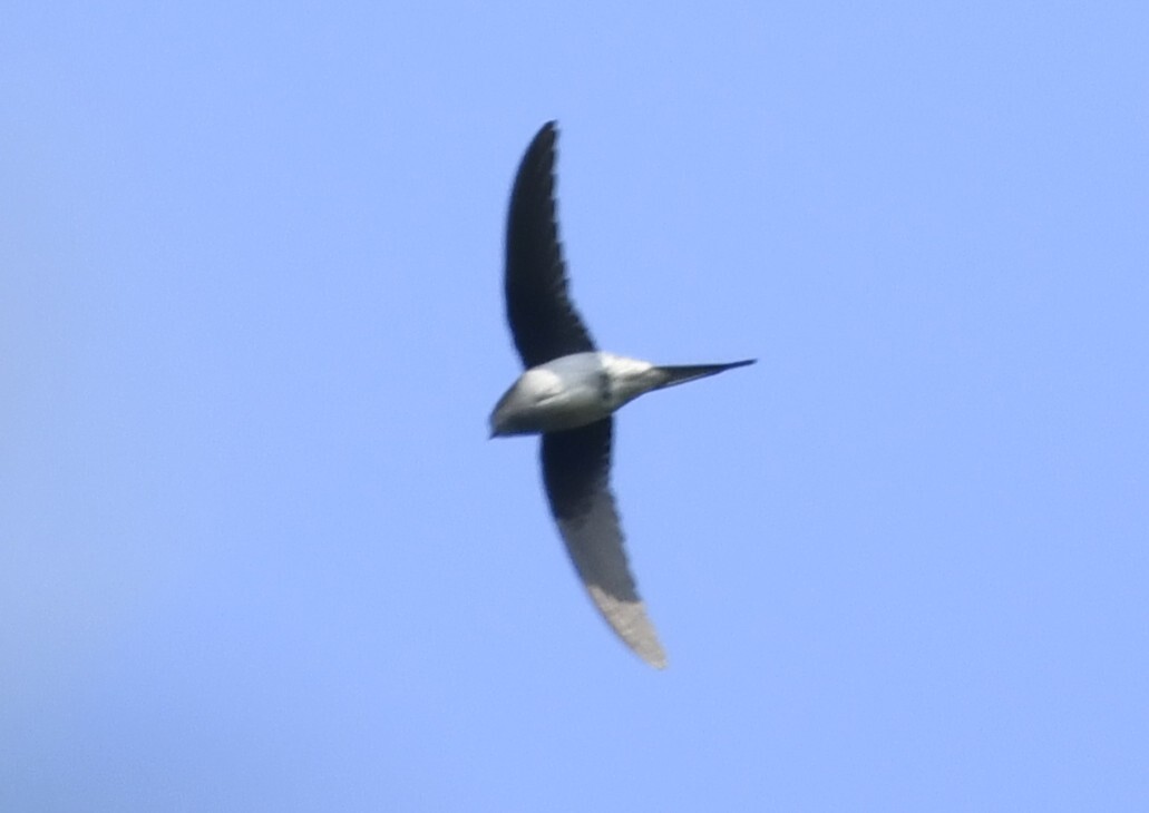 Grey-rumped Treeswift (Hemiprocne longipennis), photo 10