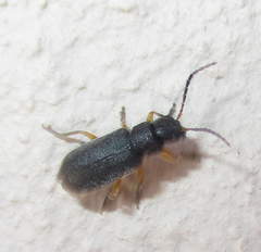 Buphonella murina