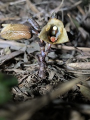 Gastrodia fontinalis