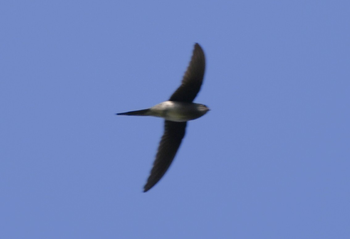 Grey-rumped Treeswift (Hemiprocne longipennis), photo 9