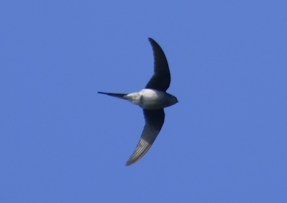 Grey-rumped Treeswift (Hemiprocne longipennis), photo 8