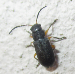 Buphonella murina