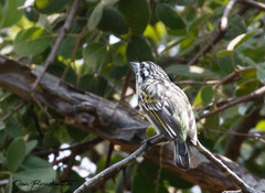 Pogoniulus chrysoconus